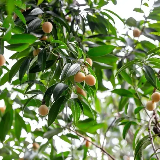 thumbnail for publication: Maprang (Bouea macrophylla Griff.) Fruit Trees: Botany and Commercial Cultivation in South Florida